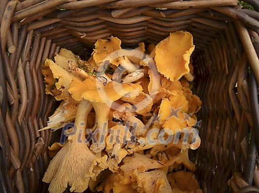 Fresh Chanterelles in basket