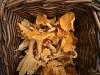 Fresh Chanterelles in basket