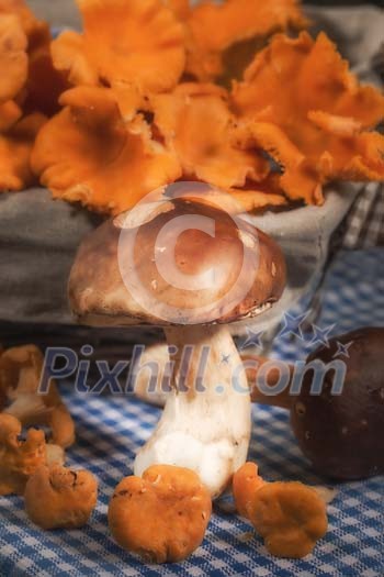 Chanerelle and Porcini mushrooms Chanerelle and Porcini mushrooms