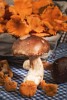 Chanerelle and Porcini mushrooms