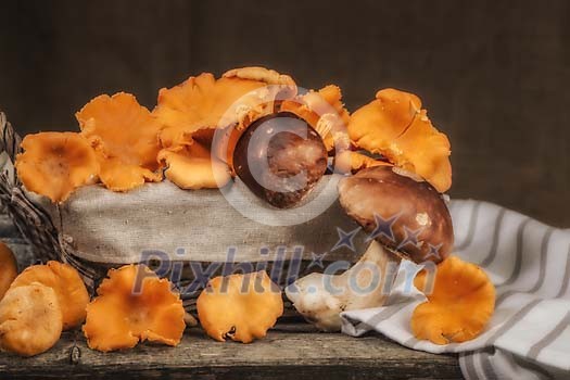 Elegant setting of Chanterelle and Porcini mushrooms Elegant setting of Chanterelle and Porcini mushrooms