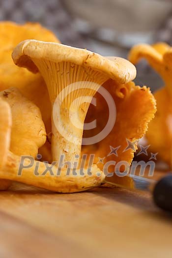 Close-up of fresh chantarelle fungus