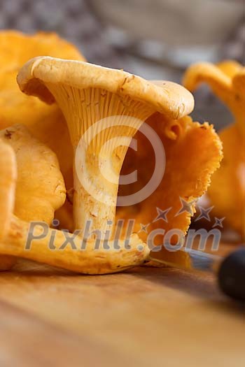 Close-up of fresh chantarelle fungus Close-up of fresh chantarelle fungus