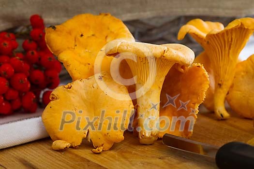 Fresh chanterelles Fresh chanterelles