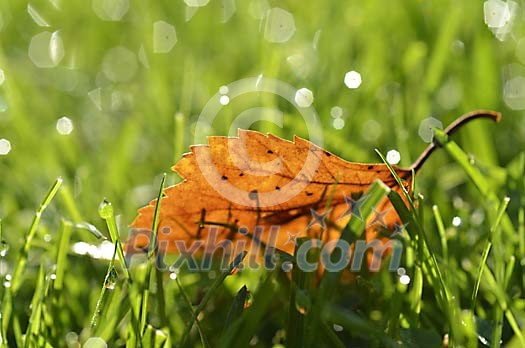 Fallen autumn leaf on green grass