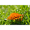 Fallen autumn leaf on green grass