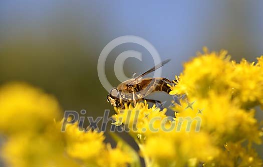 Close-up of Insect on yellow flowers
