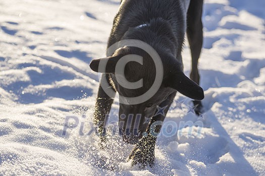 Dog playing in the snow