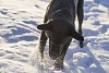 Dog playing in the snow