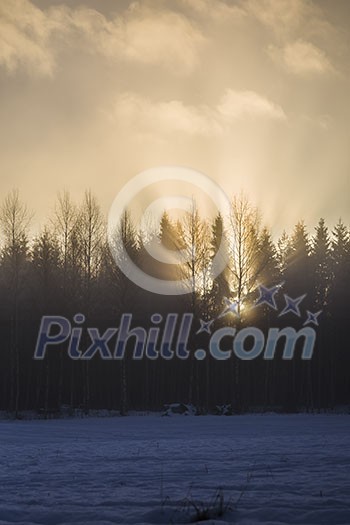 Sun shining through winter trees