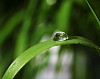 drop of dew on a blade of grass