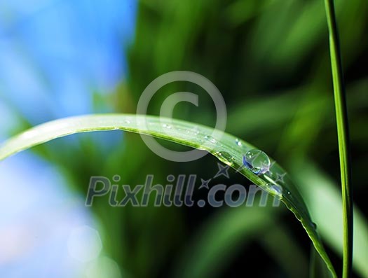 drop of dew on a blade of grass drop of dew on a blade of grass