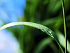 drop of dew on a blade of grass