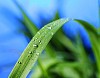 drop of dew on a blade of grass