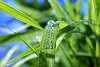 drop of dew on a blade of grass