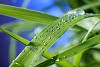 drop of dew on a blade of grass