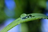 drop of dew on a blade of grass