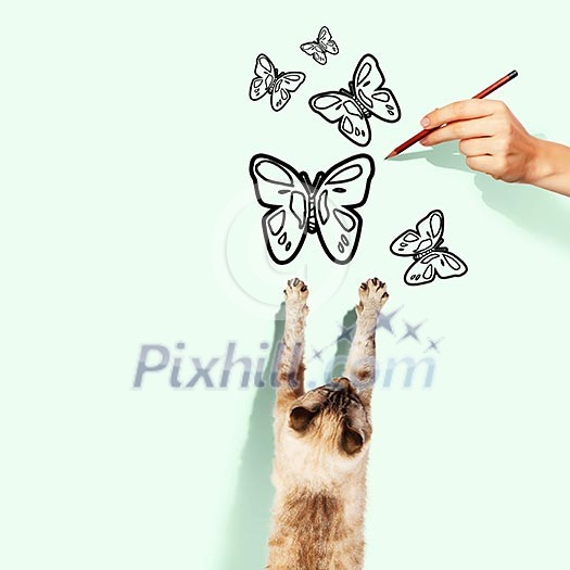 Image of siamese cat catching drawn butterfly