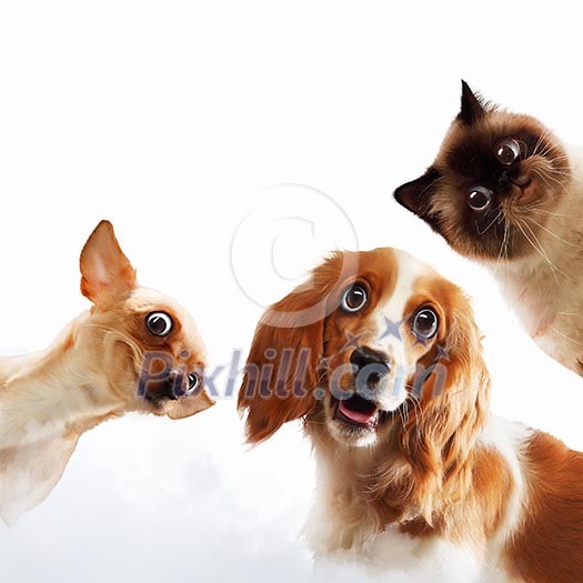 Three home pets next to each other on a light background. funny collage Three home pets next to each other on a light background. funny collage
