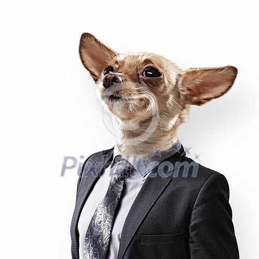 Funny portrait of a dog in a suit on an white background. Collage.