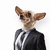 Funny portrait of a dog in a suit on an white background. Collage.