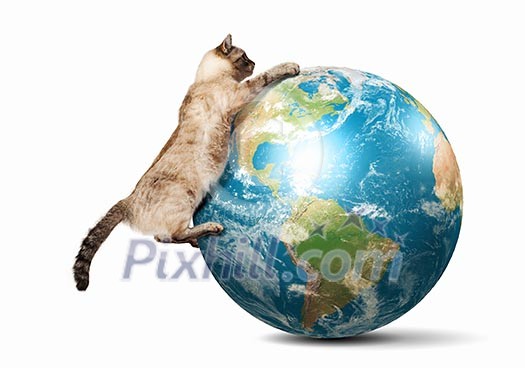 Image of siamese cat playing with globe. Elements of this image are furnished by NASA Image of siamese cat playing with globe. Elements of this image are furnished by NASA