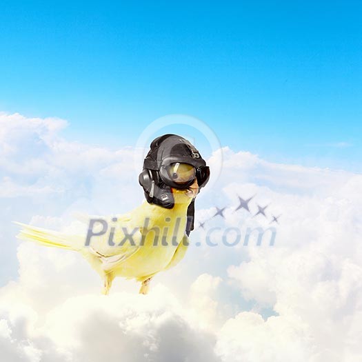 Image of funny parrot in funny hat Image of funny parrot in funny hat