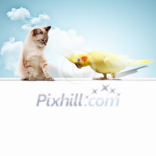 Image of cat and parrot sitting on blank banner Image of cat and parrot sitting on blank banner