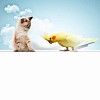 Image of cat and parrot sitting on blank banner