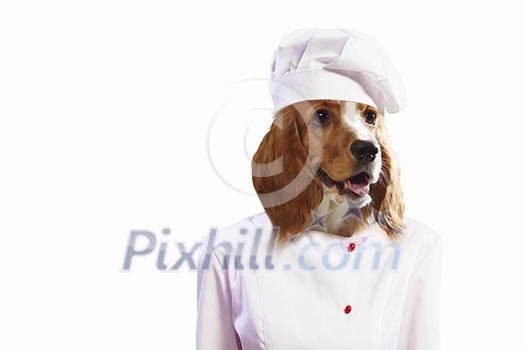 Funny dog ??dressed as a chef. Collage. Funny dog ??dressed as a chef. Collage.