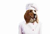 Funny dog ??dressed as a chef. Collage.