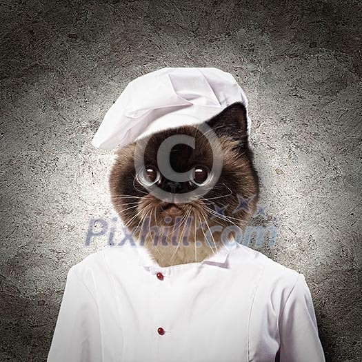 Funny fluffy cat cook in a robe . collage Funny fluffy cat cook in a robe . collage