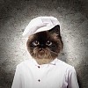 Funny fluffy cat cook in a robe . collage