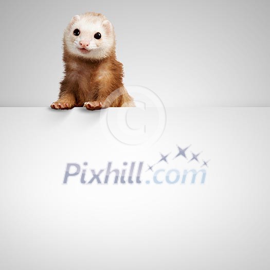 Image of funny polecat sitting on blank banner. Place for text
