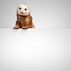 Image of funny polecat sitting on blank banner. Place for text