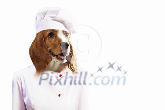 Funny dog ??dressed as a chef. Collage. Funny dog ??dressed as a chef. Collage.