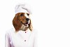 Funny dog ??dressed as a chef. Collage.