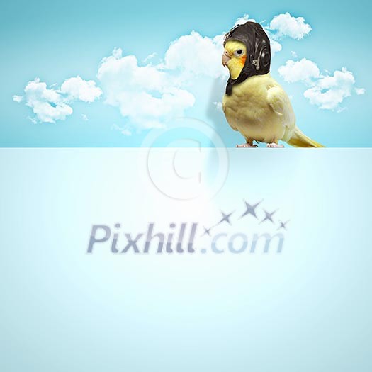 Image of funny parrot in funny hat Image of funny parrot in funny hat