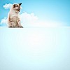 Image of siamese cat sitting on blank banner. Place for text