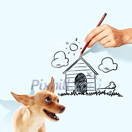 Image of little funny dog and human hand Image of little funny dog and human hand