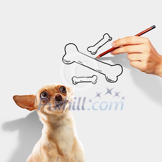 Image of little funny dog and human hand
