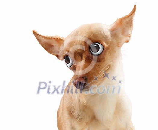 Funny dog portrait on a light background. Collage. Funny dog portrait on a light background. Collage.