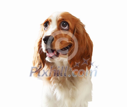 Funny dog portrait on a light background. Collage.