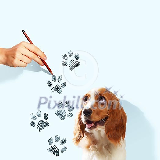 Image of funny spaniel with paw drawing