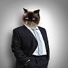 Funny fluffy cat in a business suit businessman. collage