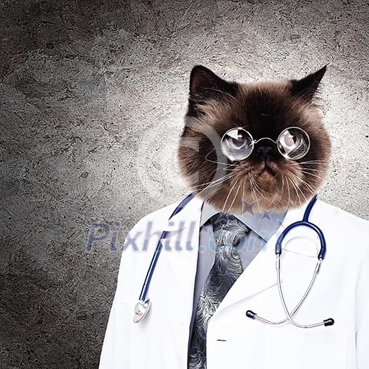 Funny fluffy cat doctor in a robe and glasses. collage Funny fluffy cat doctor in a robe and glasses. collage