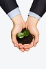 Close up of businessman hands with sprout in palms
