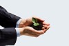 Close up of businessman hands with sprout in palms