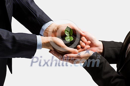 Close up of businessmen hands with sprout in palms