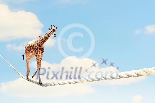 Image of giraffe walking on rope high in sky